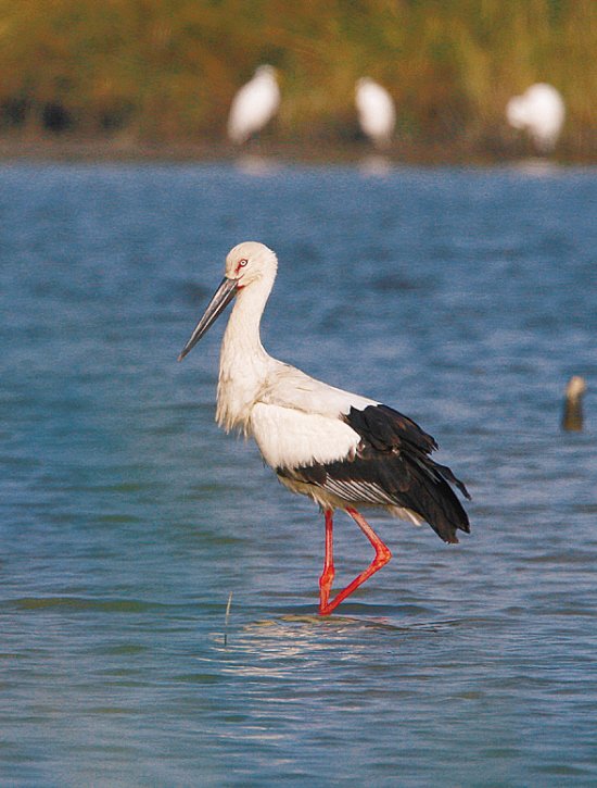 白鹳是德国的国鸟.白鹳(学名:ciconia ciconia)是大型涉禽.
