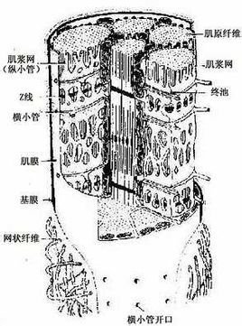 由一条横小管及其两侧相邻的肌浆网终池组成,横小管膜与肌浆网膜紧密