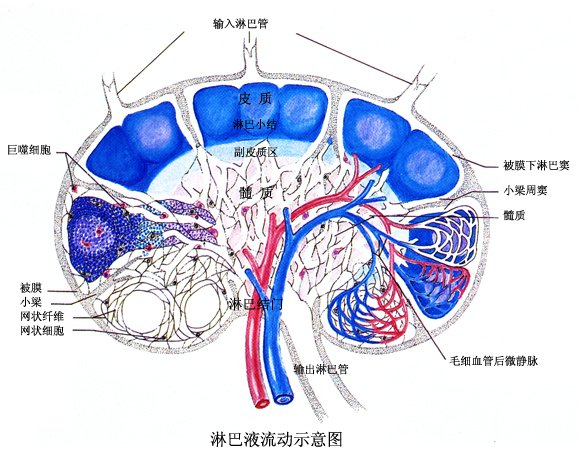 因此,来自某一组织的淋巴液成分与该组织的组织液非常相近.