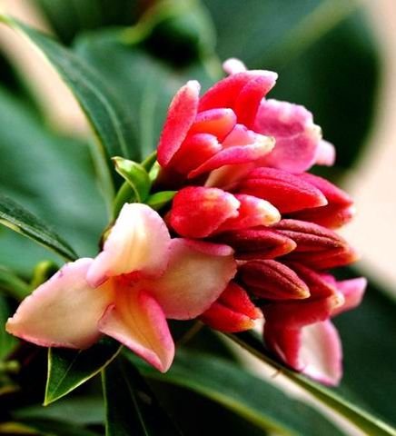 基本介绍 中文学名:白瑞香