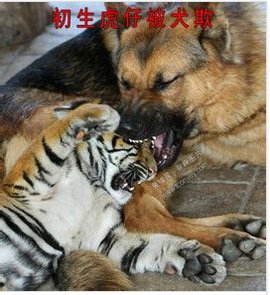 虎落平阳被犬欺