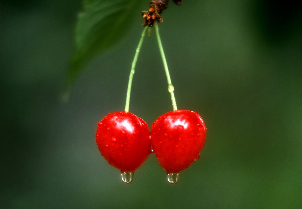 《吴樱桃》 含桃最说出东吴,香色