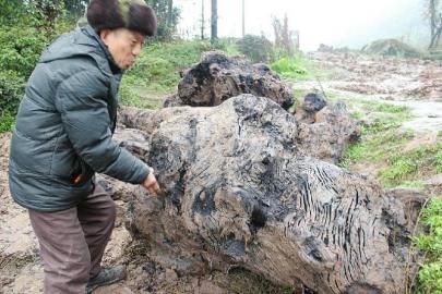 什么叫乌木 360搜索